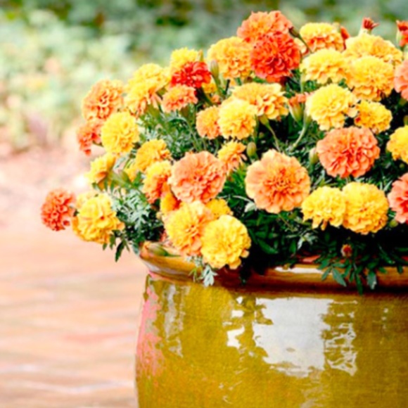 Meet your Posher, Rebecca - Picture 1 of 1